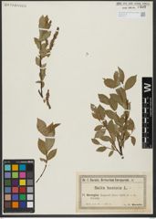 Foto von Salix hastata L.
